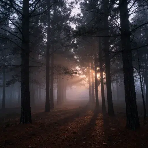 The Ghost of the Pine artwork