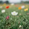 Tiny Seeds