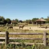 Real Beasts at the Zoo