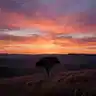 Wild Horizon