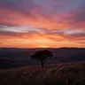 Wild Horizon
