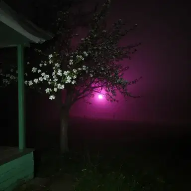 Underneath the Apple Tree/Aurora,  Wiley, Mahmoud 