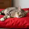 Blanket in Red 