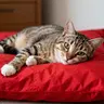 Blanket in Red 