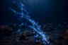 Starlight Motion