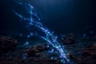 Starlight Motion