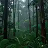 Raining Forests