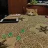 Кости - Стук