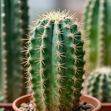 Whistling Cactus