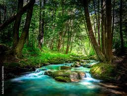 Wild Mountain Stream