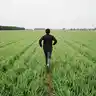Fugitivo 