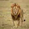 León Therian (Leon tis Thirias)