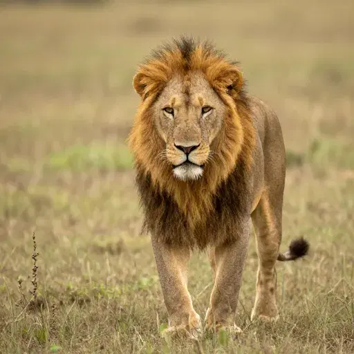 León Therian (Leon tis Thirias) artwork